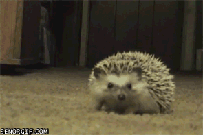 0601gzft-b310-400x267.gif