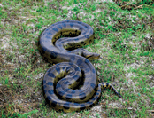 0601h728-4a2b-174x133.png