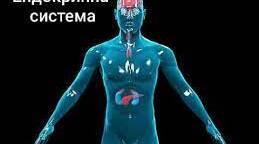 Ендокринна система людини