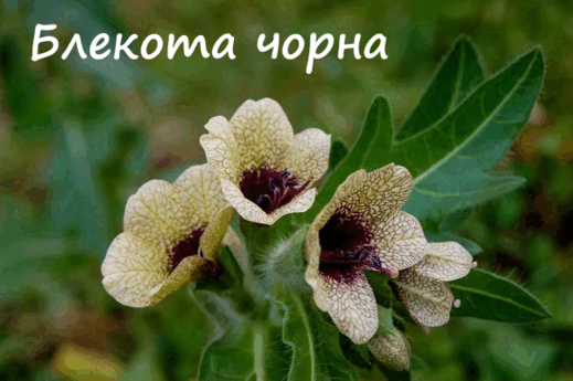 0601h9s7-3518-519x345.png
