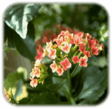0601hakz-d528-225x219.png