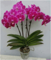 0601hany-83a5-103x121.png