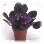 0601haoi-7593-87x87.png