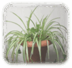 0601hapk-8d73-105x98.png