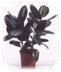 0601haps-5f6a-88x103.png
