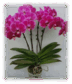 0601hasw-44c6-72x84.png