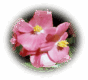 0601hatp-c6f9-88x80.png