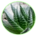 0601hatw-70e3-75x73.png