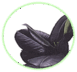 0601hatz-2b0b-77x72.png