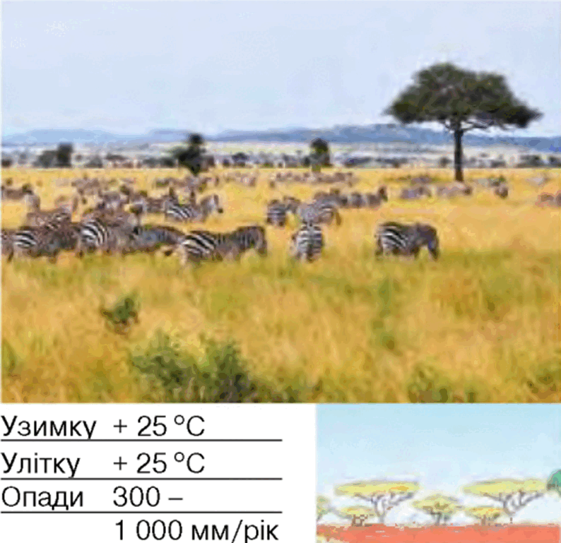 0601hbmz-d249-794x769.png