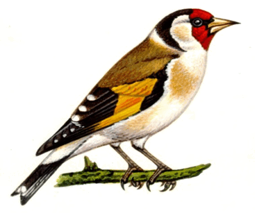0601heeb-e4da-367x307.png