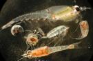 Zooplankton in Puget Sound - Long Live The Kings