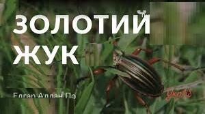“Золотий жук” аналі твору.