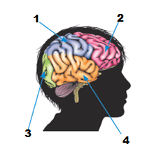 0601hi8g-186b-210x223.png