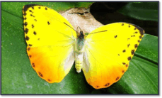 0601hlzx-d3b7-229x138.png