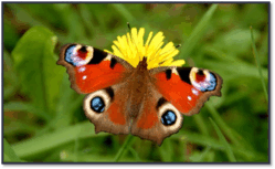 0601hm0e-1fd9-249x153.png