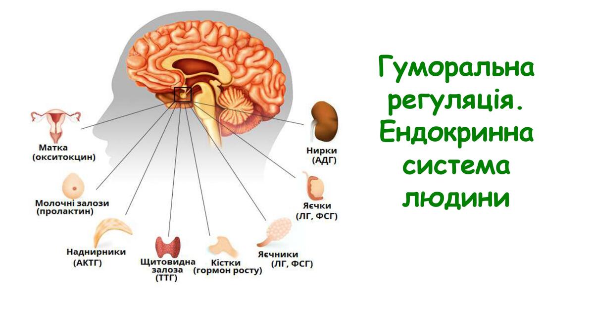 Гуморальна регуляція. Ендокринна система. | Тест на 24 запитання. Біологія