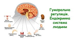 Гуморальна регуляція. Ендокринна система.