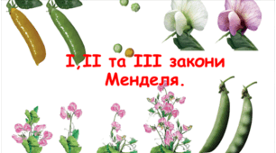 Методична розробка практичного заняття №4 на тему: "Закономірності спадковості та мінливості організмів, встановлені Г. Менделем"