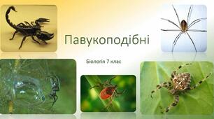 Клас Павукоподібні