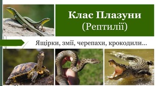 Клас Рептилії