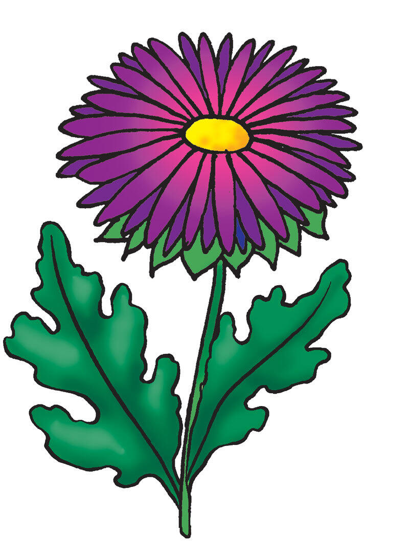 0601i650-2070-800x1080.jpg