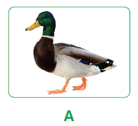 0601ib63-a374-196x180.png