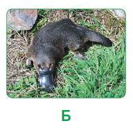 0601ib67-f126-193x189.png