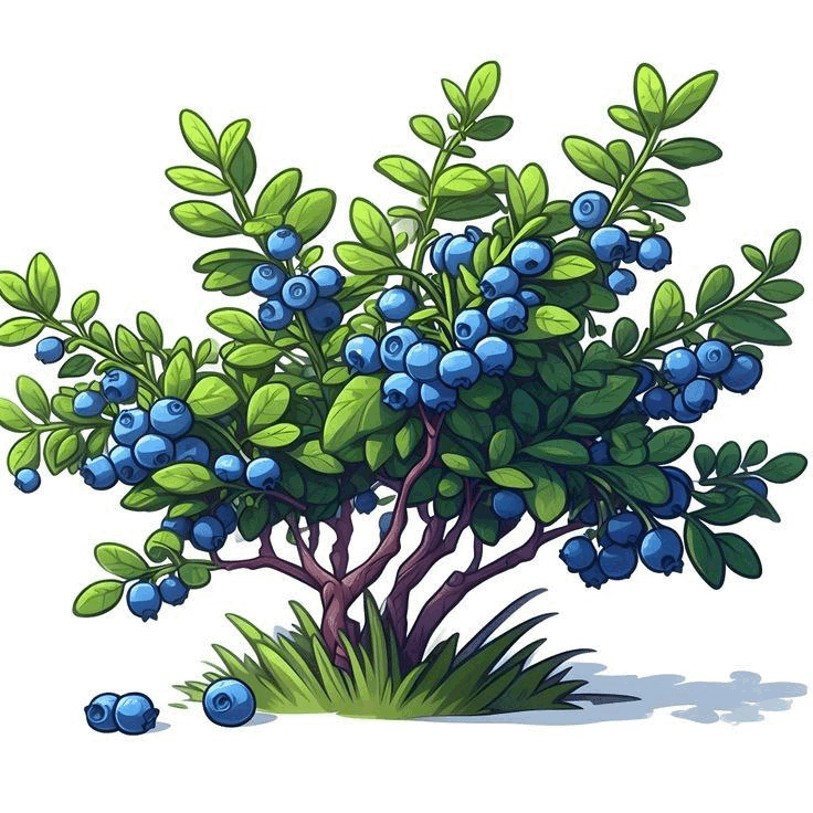0601ibpy-5e5c-736x736.png