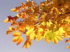 0601ifjn-8174-139x104.jpg