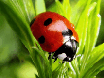 0601ihnn-6c7f-214x161.png