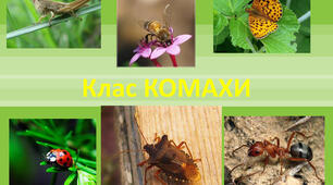 Клас Комахи