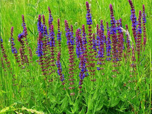 Шавлія сухостепова (Salvia tesquicola) — вид рослин з роду шавлія родини глухокропивових. :: Ivan Vodonos – Социальная сеть ФотоКто