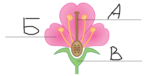 0601j46u-2a48-521x267.png