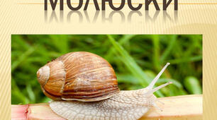 Молюски