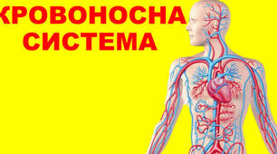 Кровоносна система людини