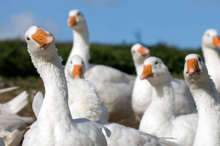 How 'Gaggle' Moved From Geese to Reporters - WSJ