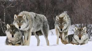 Leadership Qualities of a Wolf Pack