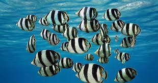 Researchers Rank "Smartest" Schools of Fish When It Comes to Travel Formations
