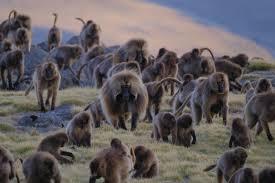 Troop of Monkeys | AllAboutLean.com
