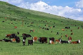 Taking Inventory of Feed Resources – How to Right-Size Your Cow Herd