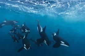 How Orcas Work Together to Whip Up a Meal
