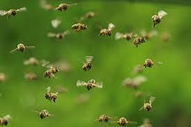 Bee Swarms: How to Handle Them - PURCOR Pest