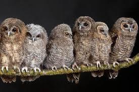 Why is a group of owls in an English dictionary called Parliament? - Quora