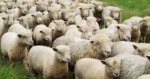 What is a Group of Sheep Called? [Answered] - RaisingSheep.net