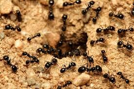 Ant | Description, Taxonomy, Habitat, Species, Life Cycle, & Facts | Britannica