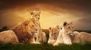 Lion Pride Stock Photo - Download Image Now - Pride Of Lions, Lion - Feline, Lioness - Feline - iStock