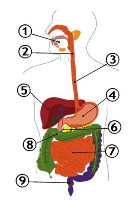 0601jrqv-aaf4-451x688.png
