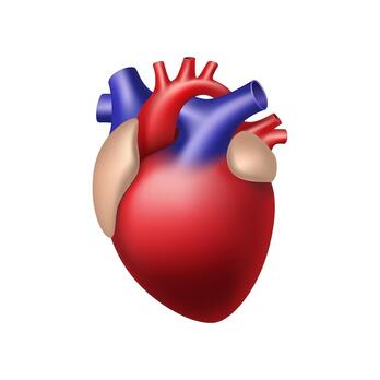 Human heart 3d Vectors & Illustrations for Free Download | Freepik