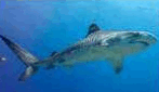 0601jtwe-e738-147x85.png